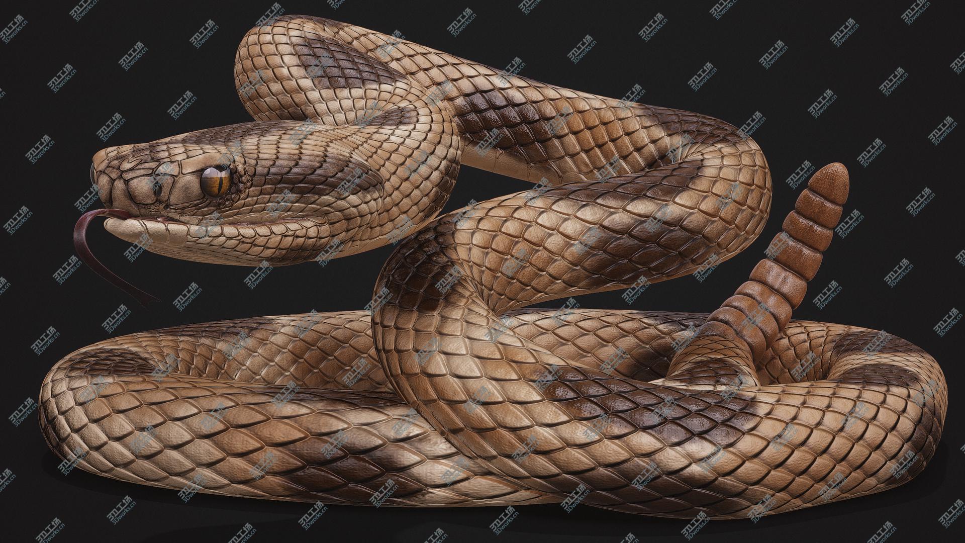 images/goods_img/2021040233/3D Rattlesnake Rigged model/3.jpg